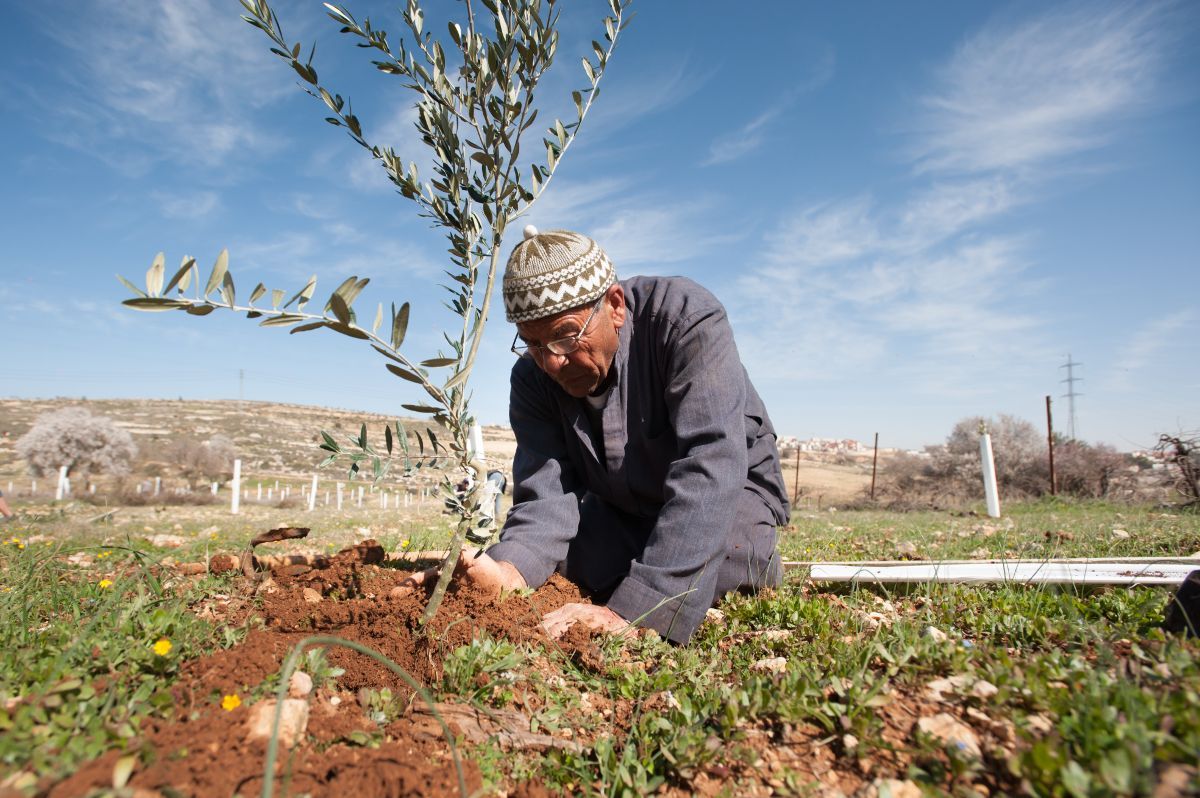 Fotogravía de un hombre palestino de mediana edad plantando un olivo.