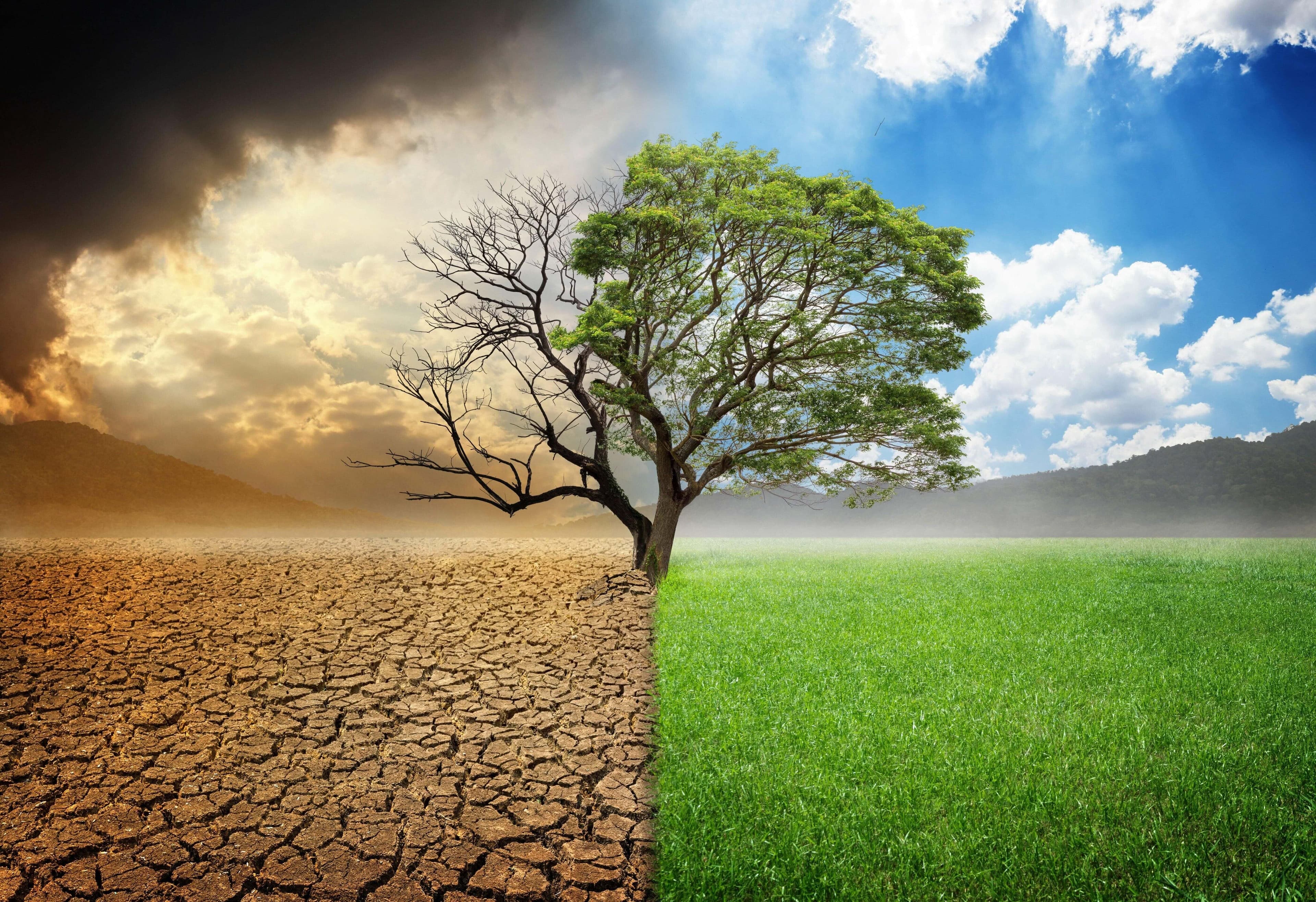 Paisaje con un árbol, pradera y montañas al fondo. La imagen está dividida en dos: el lado izquierdo está seco y marrón, el derecho, verde y hermoso