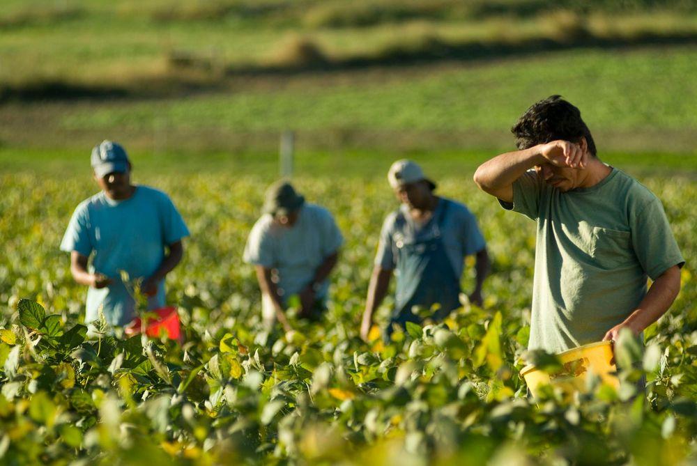 Image of a field with four agricultural workers