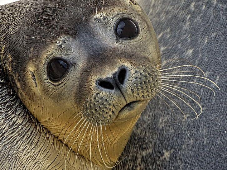 Image of a seal