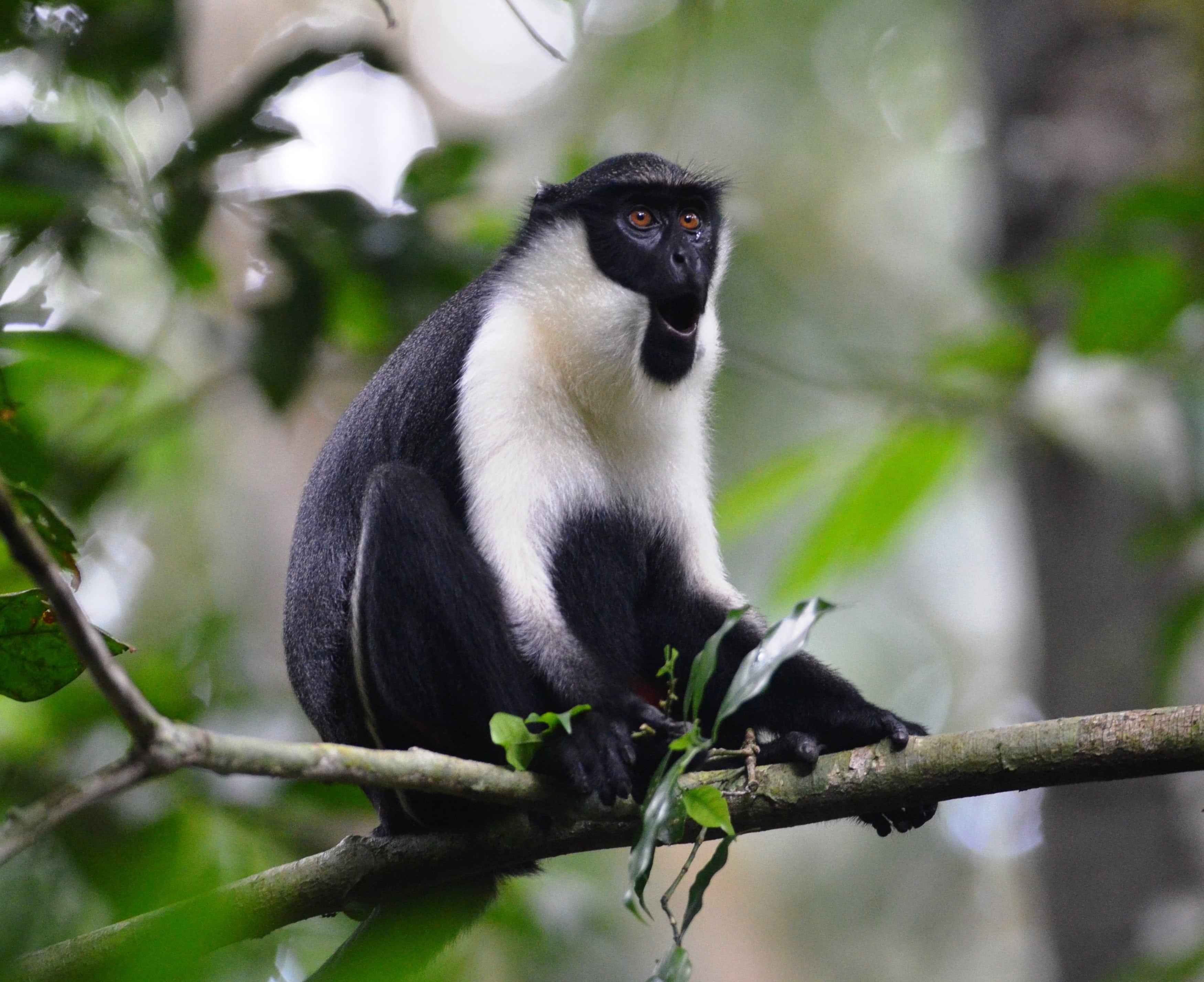 Foto eines schwarz-weißen Affen, der auf einem Baumzweig sitzt