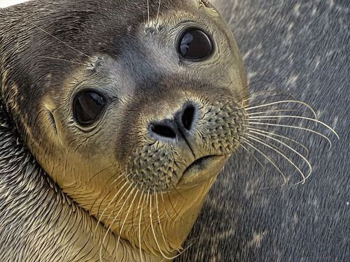 Picture of a seal